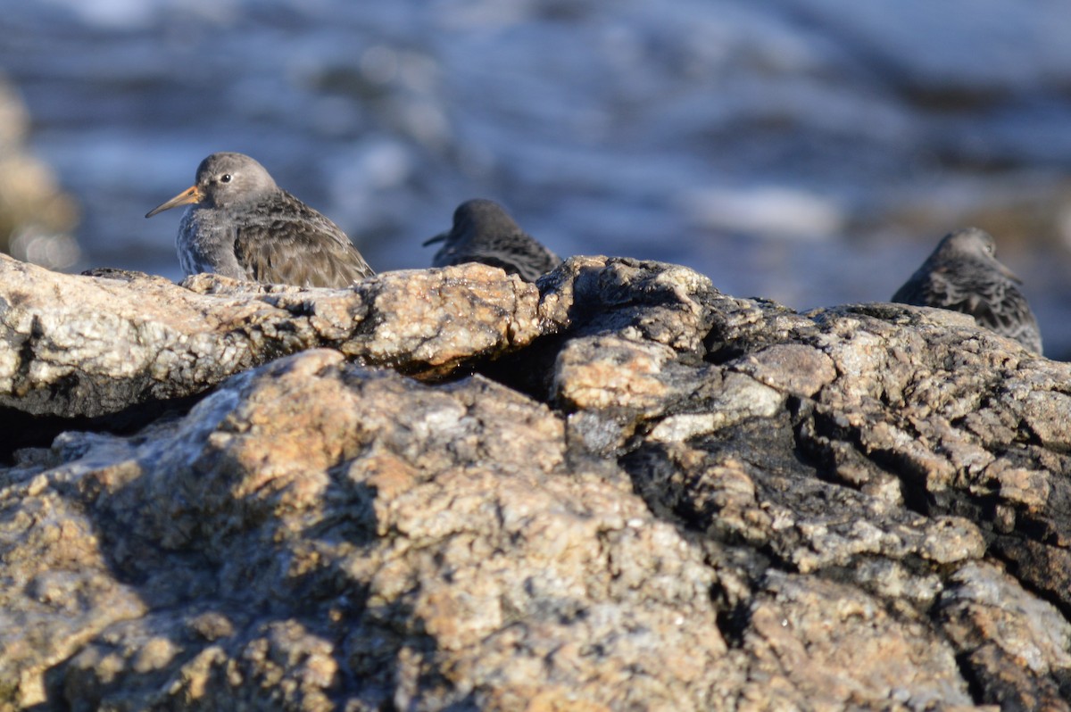 Purple Sandpiper - ML126887591