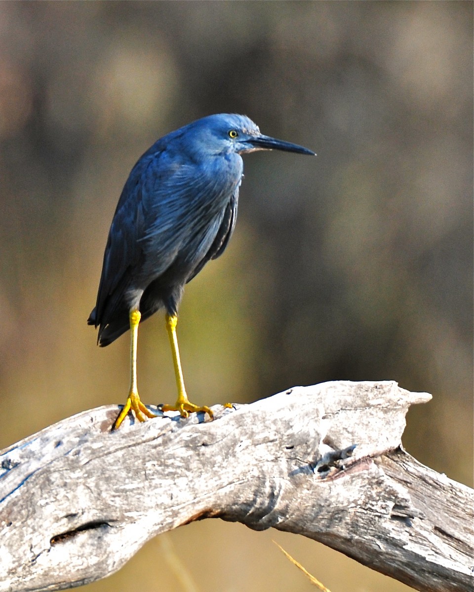 Slaty Egret - ML126888751