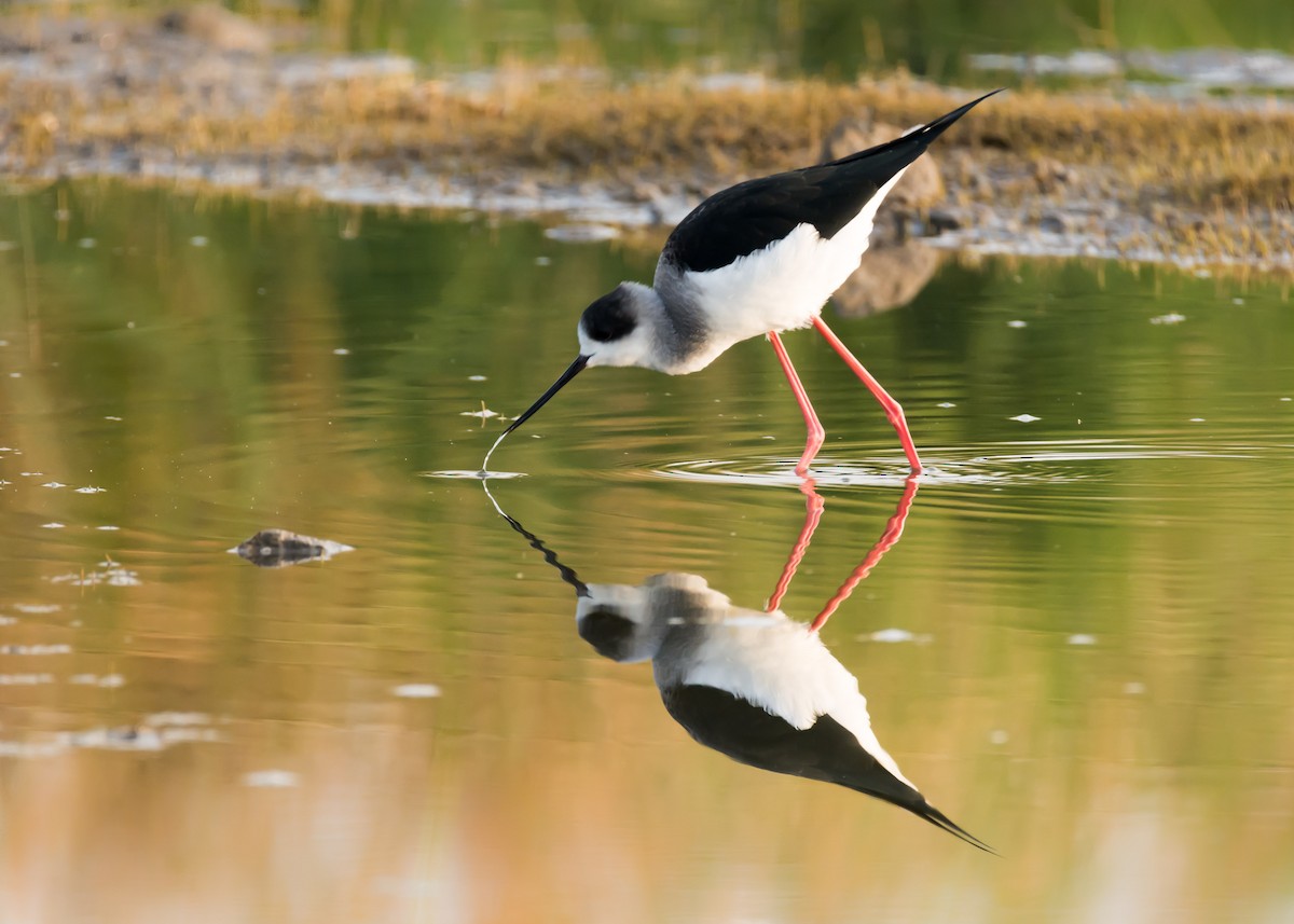 Black-winged Stilt - ML126889061