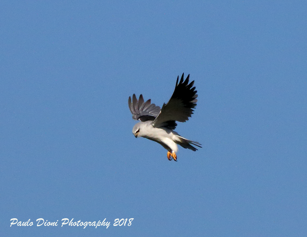 Black-winged Kite - Paulo Dioni