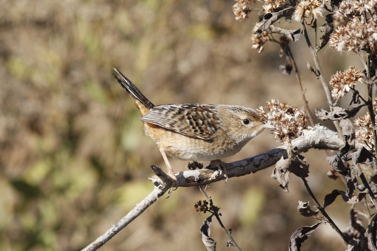 Sedge Wren - ML126889651