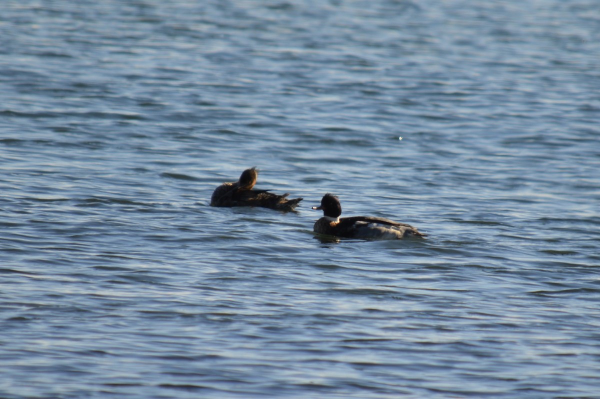 Red-breasted Merganser - ML126889761