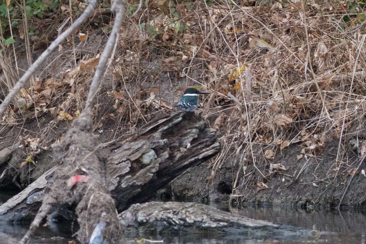 Green Kingfisher - Colton Robbins