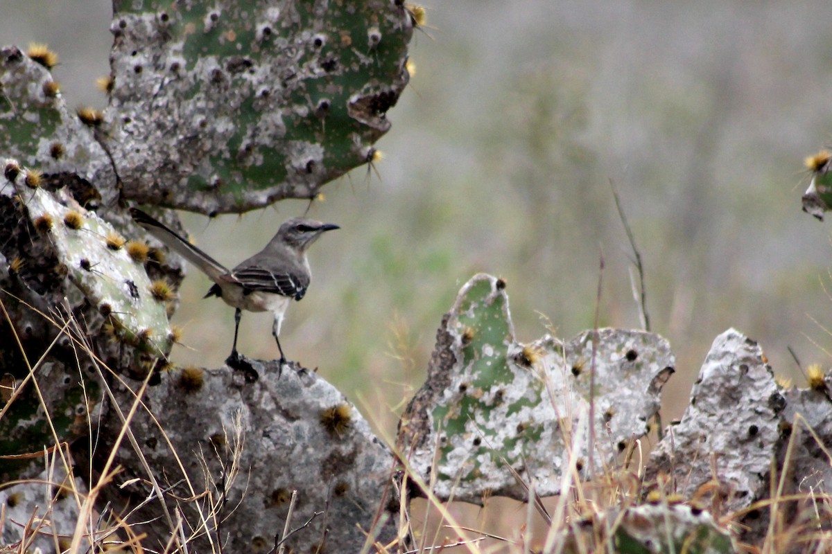 Northern Mockingbird - ML126891621