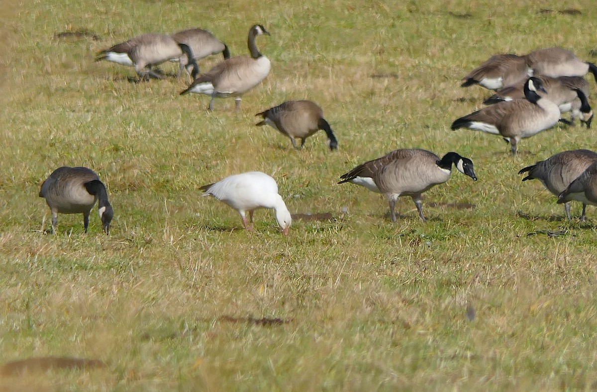 Snow Goose - ML126893361
