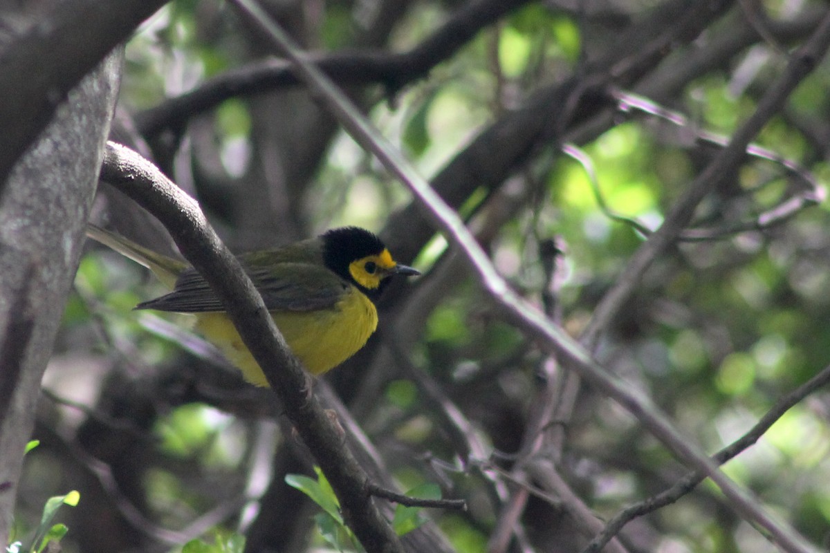 Hooded Warbler - ML126893701