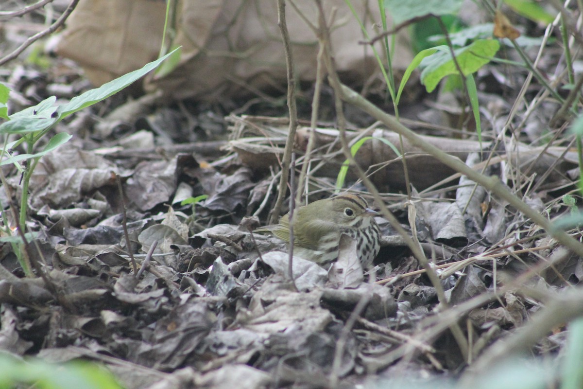 Ovenbird - ML126893781