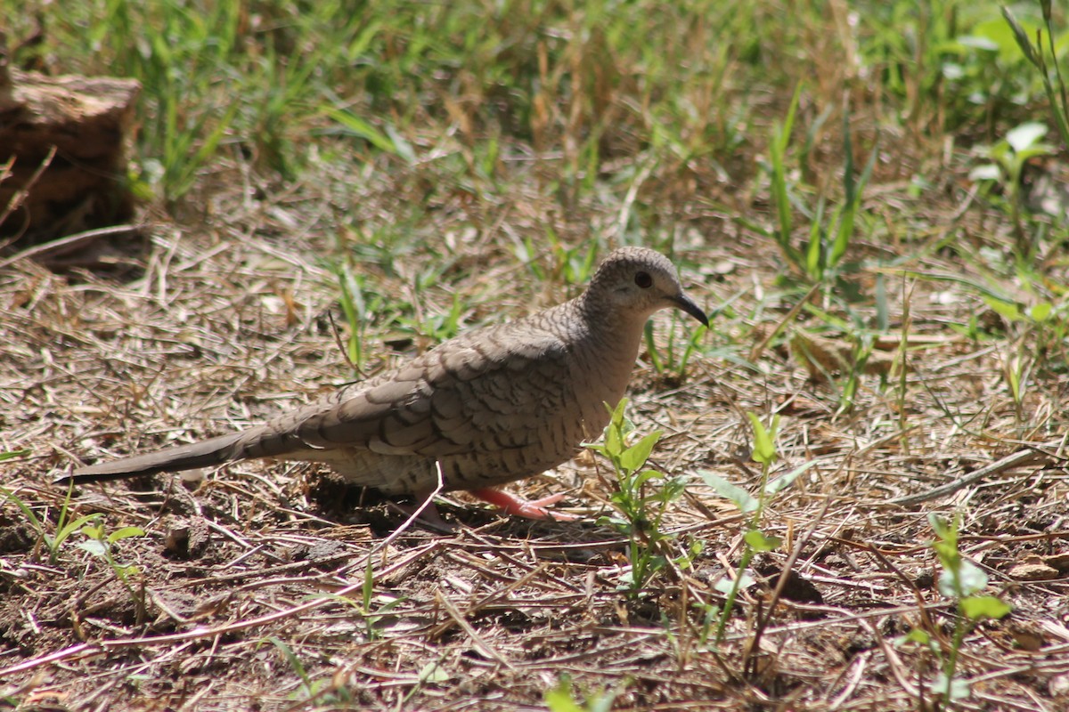 Inca Dove - Corey Lange