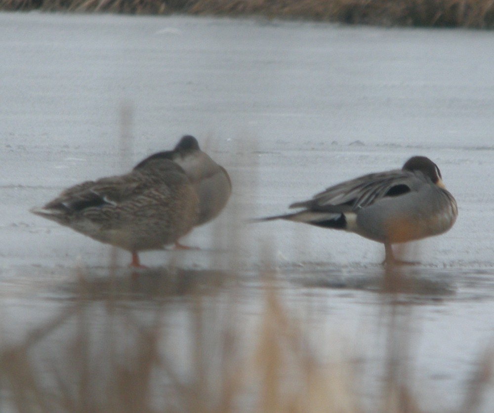 Northern Pintail - ML126894081