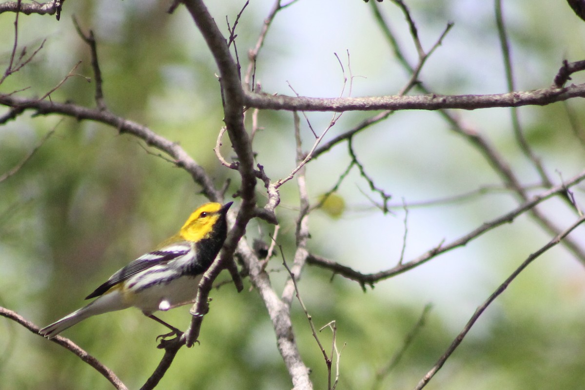 Black-throated Green Warbler - ML126894301