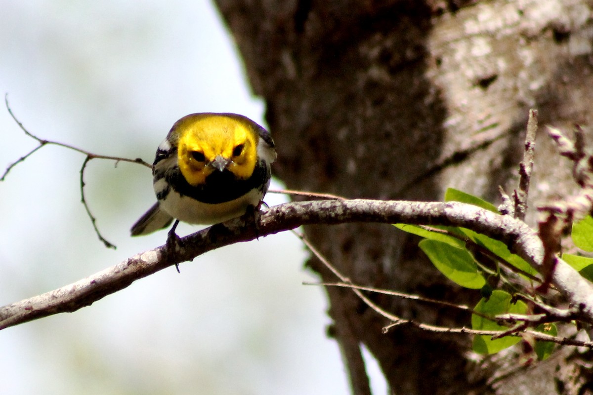 Black-throated Green Warbler - ML126894531