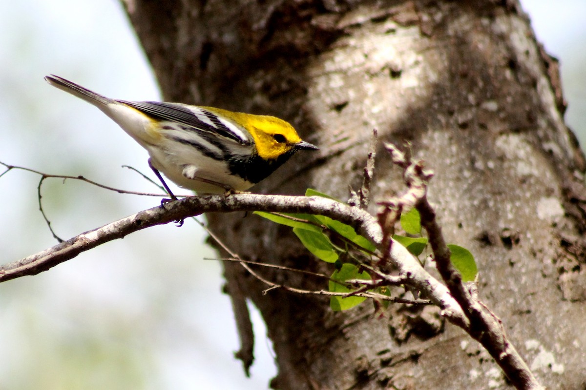 Black-throated Green Warbler - ML126894541