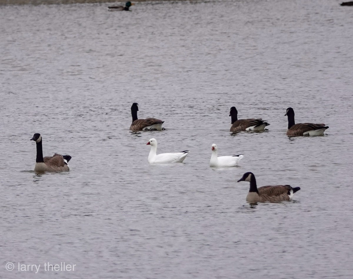 Ross's Goose - ML126896061