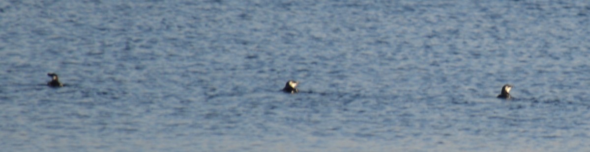 Razorbill - ML126896101