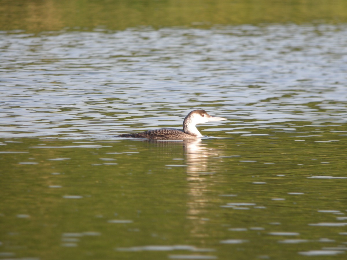 Plongeon huard - ML126896651