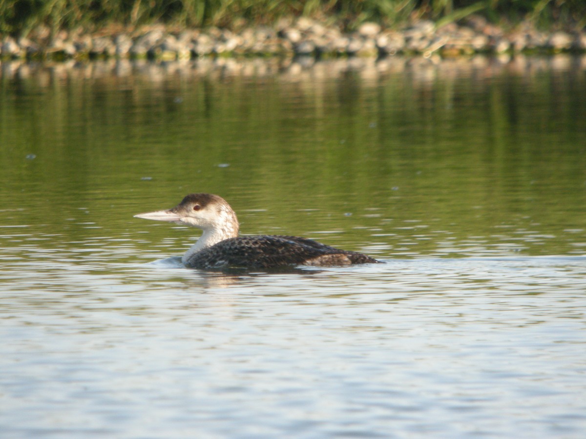 Common Loon - ML126896751