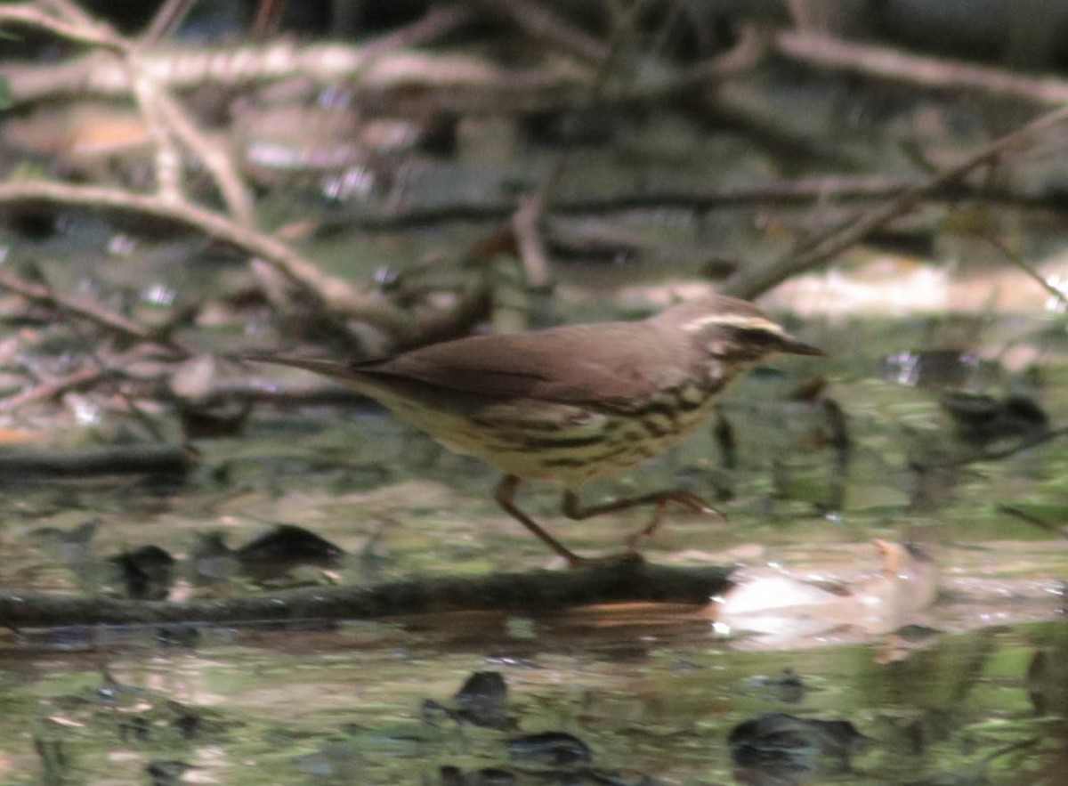 Northern Waterthrush - Colette Micallef