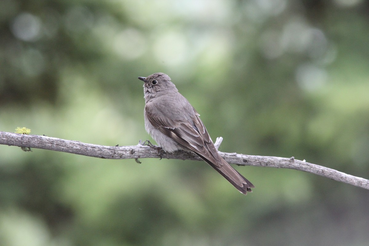 Townsend's Solitaire - ML126897081
