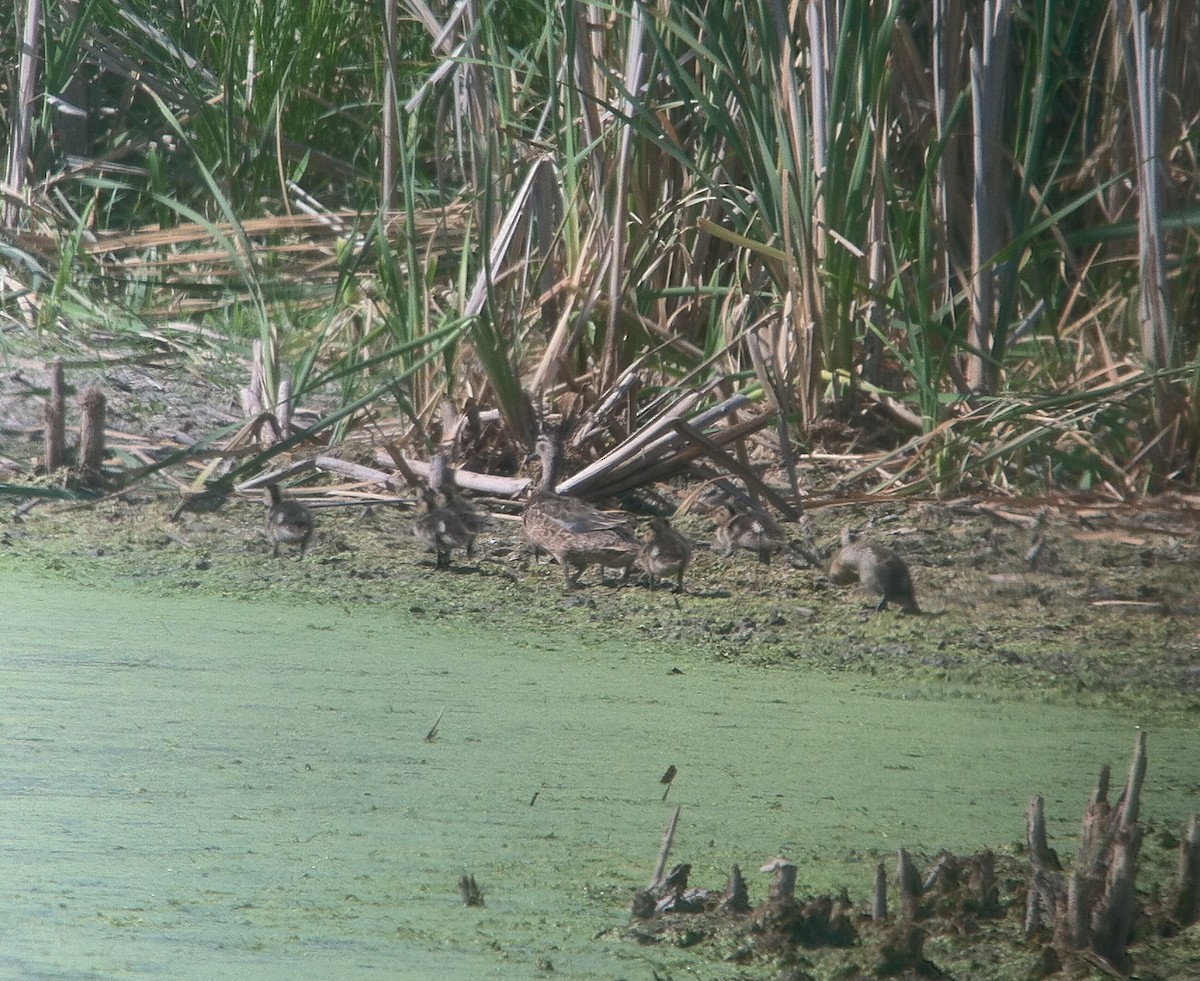 Blue-winged Teal - ML126897481