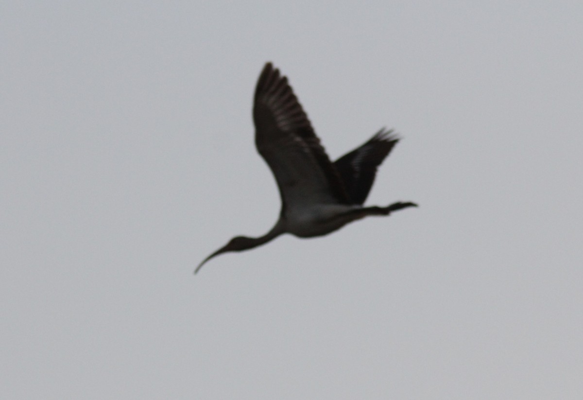 ibis bílý - ML126897551