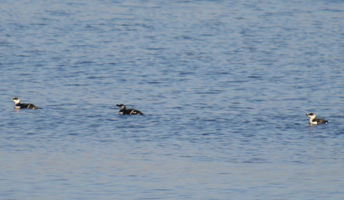 Razorbill - ML126899251