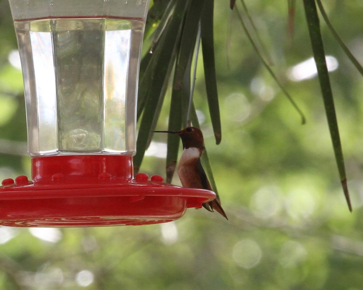 Allen's Hummingbird - ML126900791