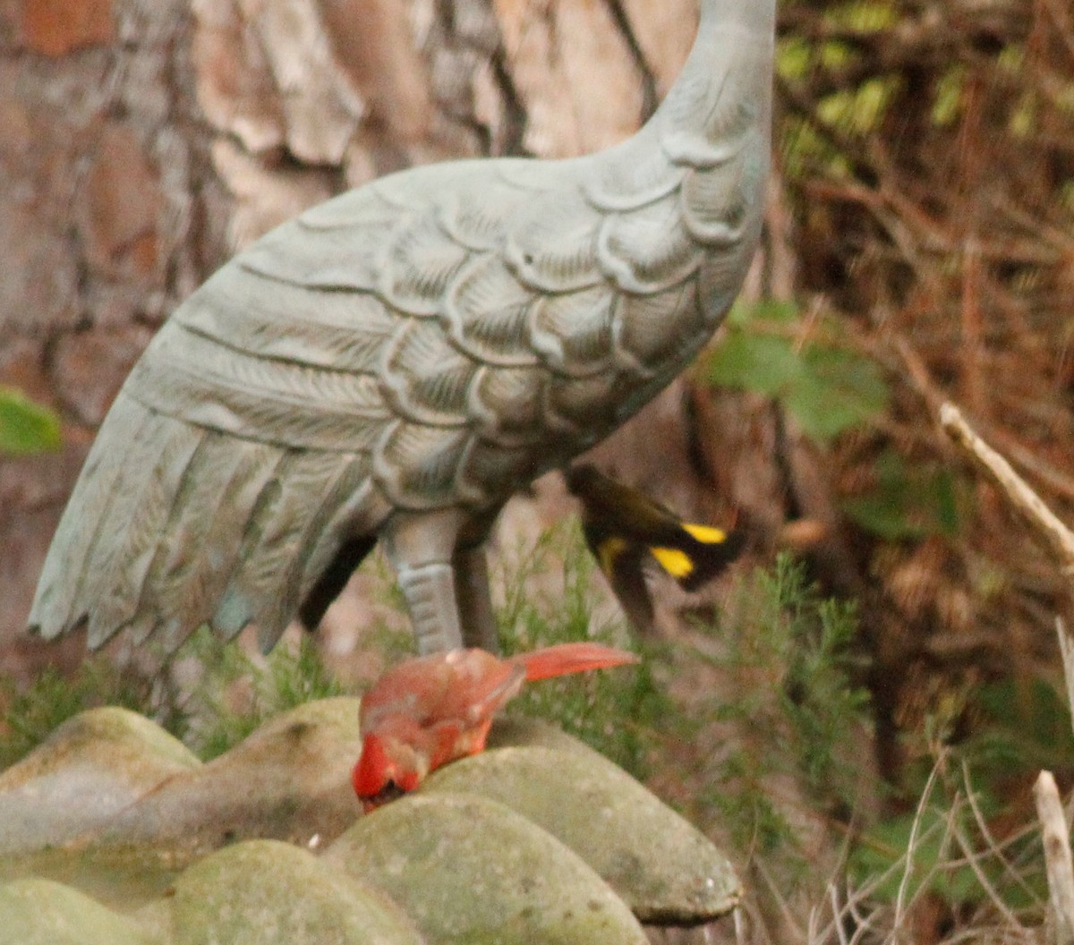 Paruline flamboyante - ML126901881