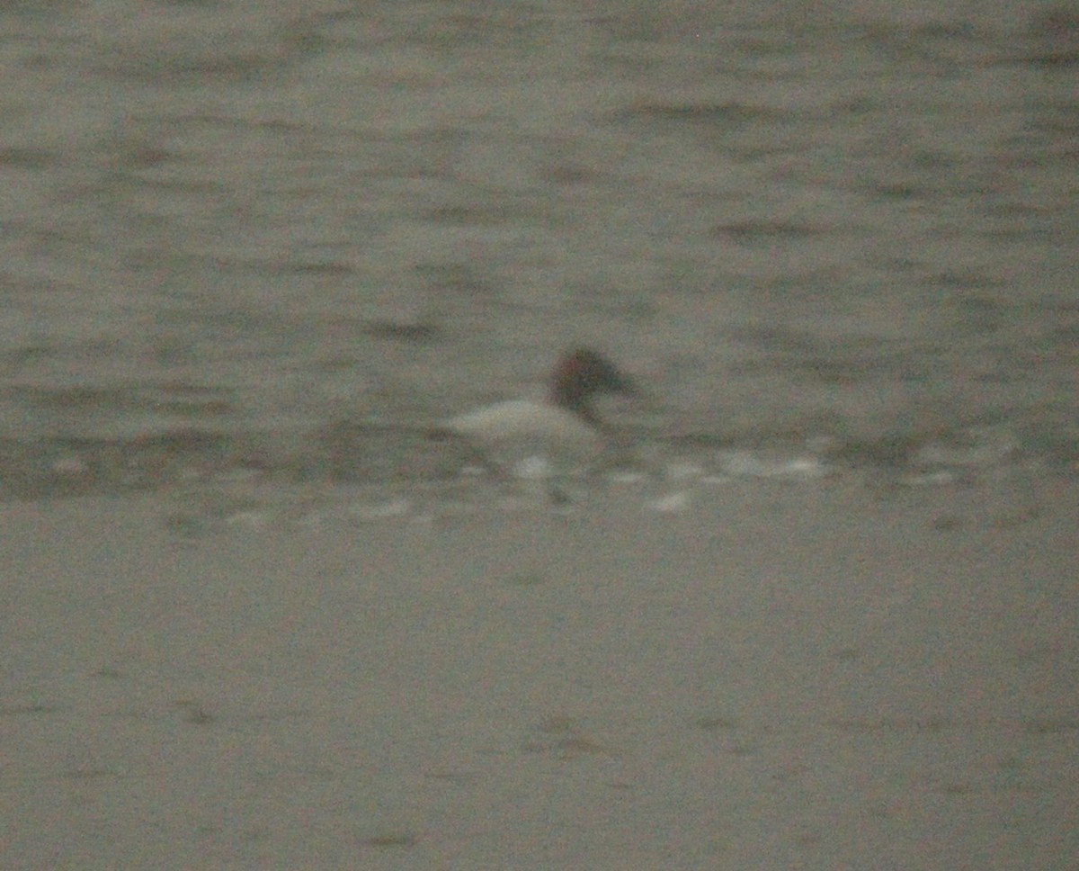 Canvasback - ML126902091