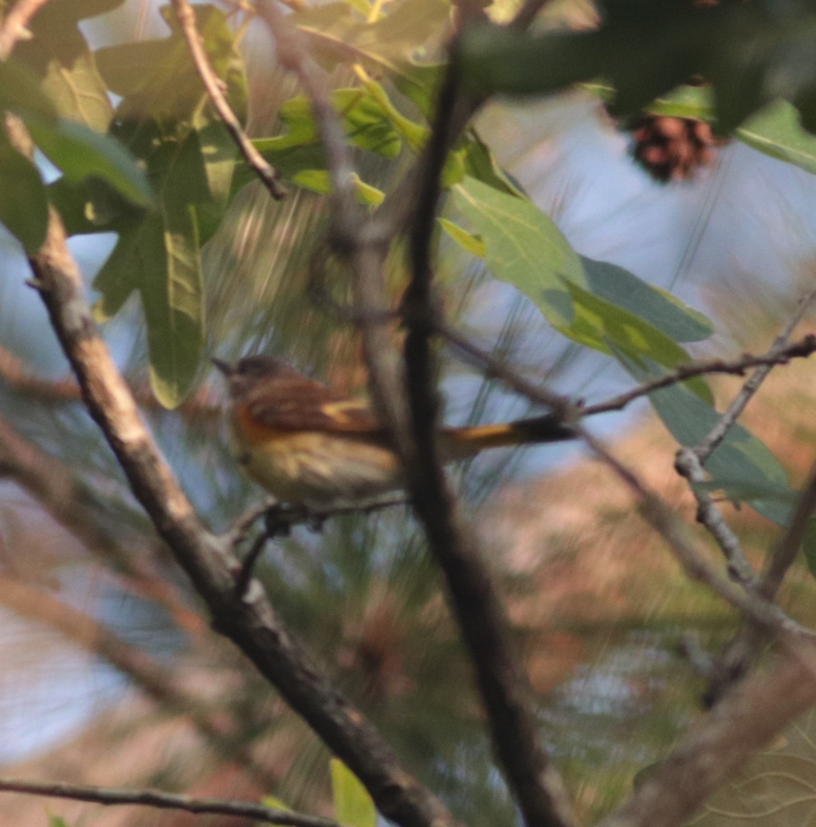 American Redstart - ML126902781