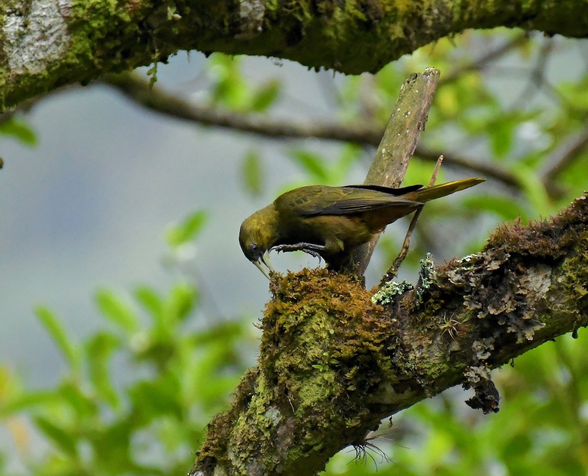 Dusky-green Oropendola - ML126903671