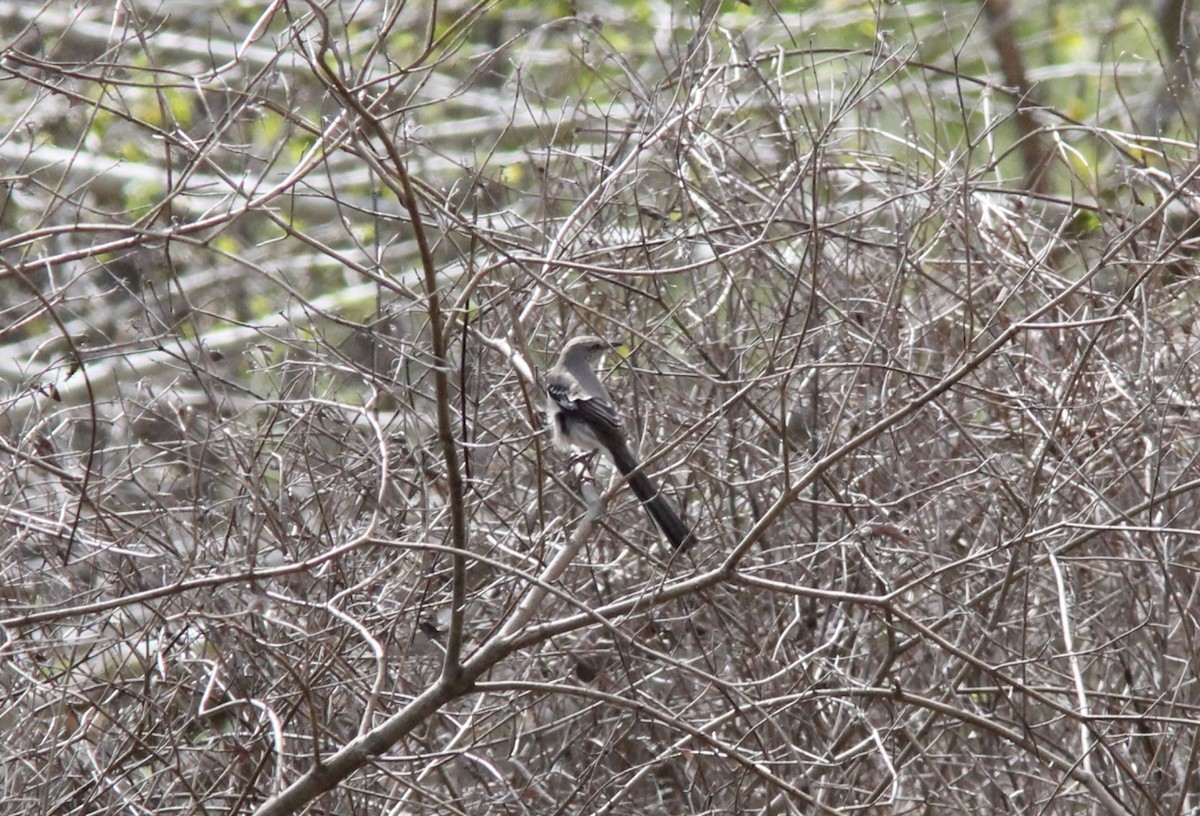 Northern Mockingbird - ML126905001