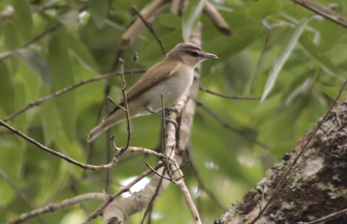 Red-eyed Vireo - Colette Micallef