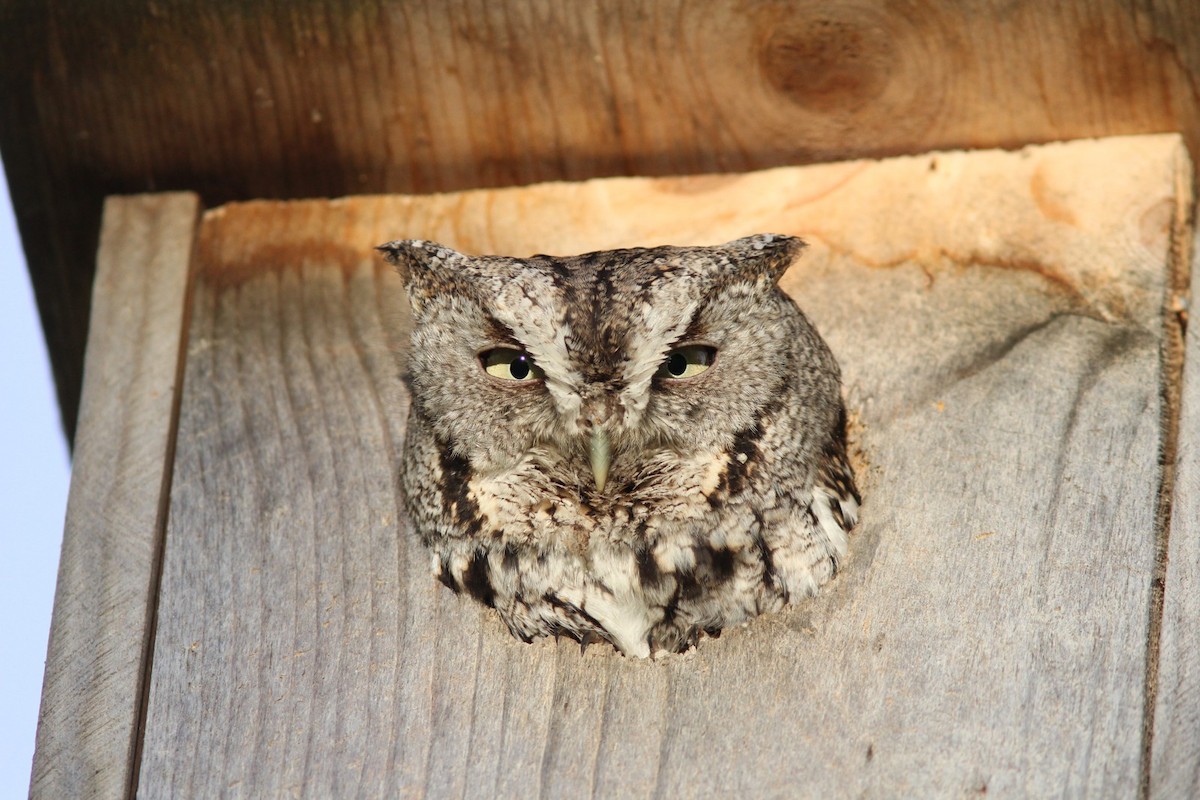 Eastern Screech-Owl - Caleb Putnam