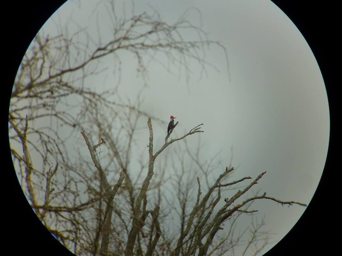 Pileated Woodpecker - ML126905201
