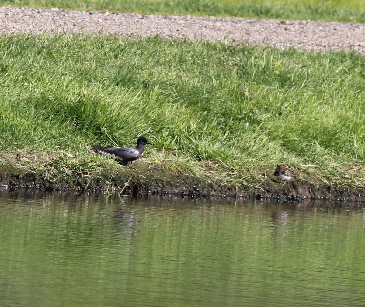 Black Tern - ML126905461