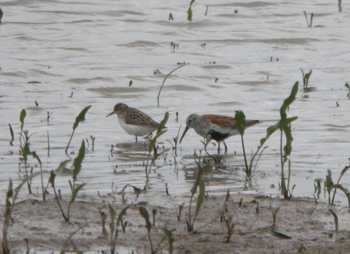 Dunlin - ML126905811