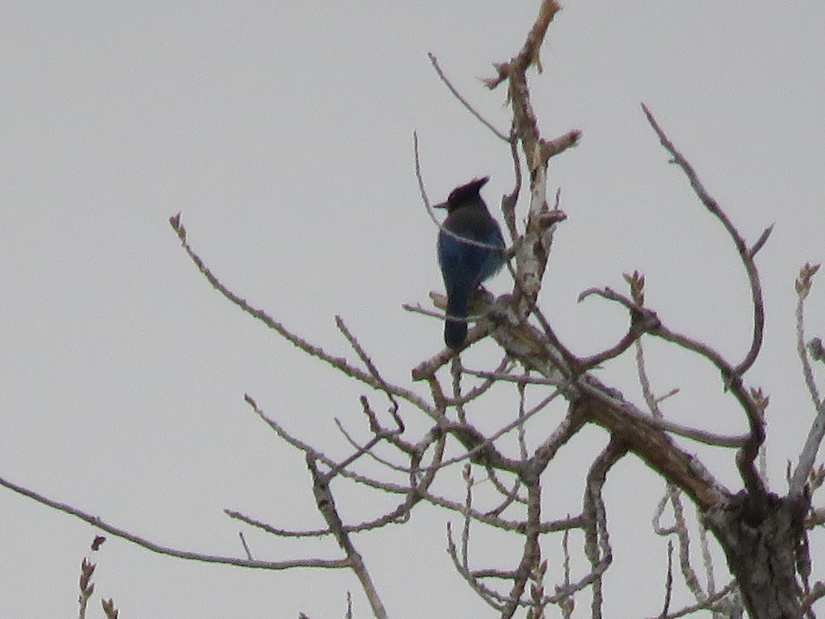 Steller's Jay (Southwest Interior) - ML126905851