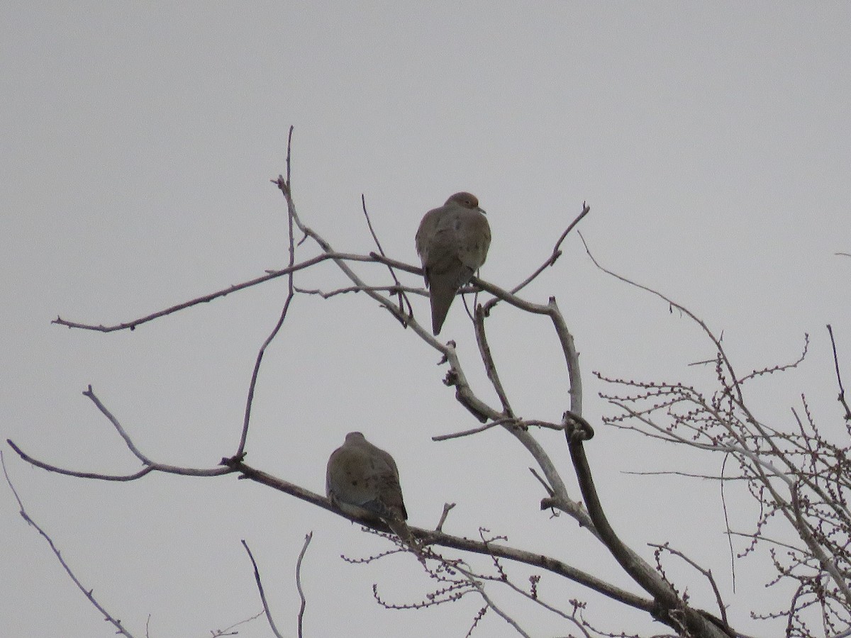 Mourning Dove - ML126905941