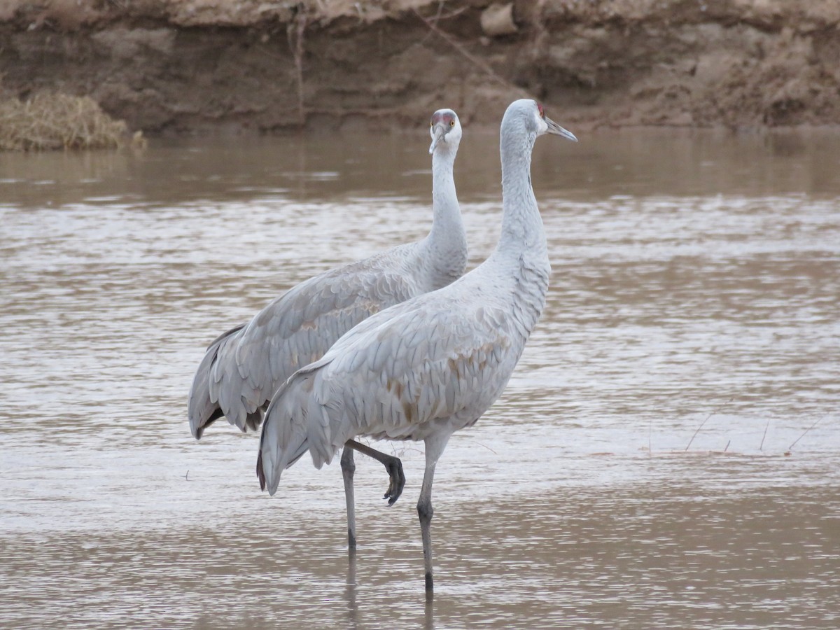 Sandhill Crane - Dave Hawksworth