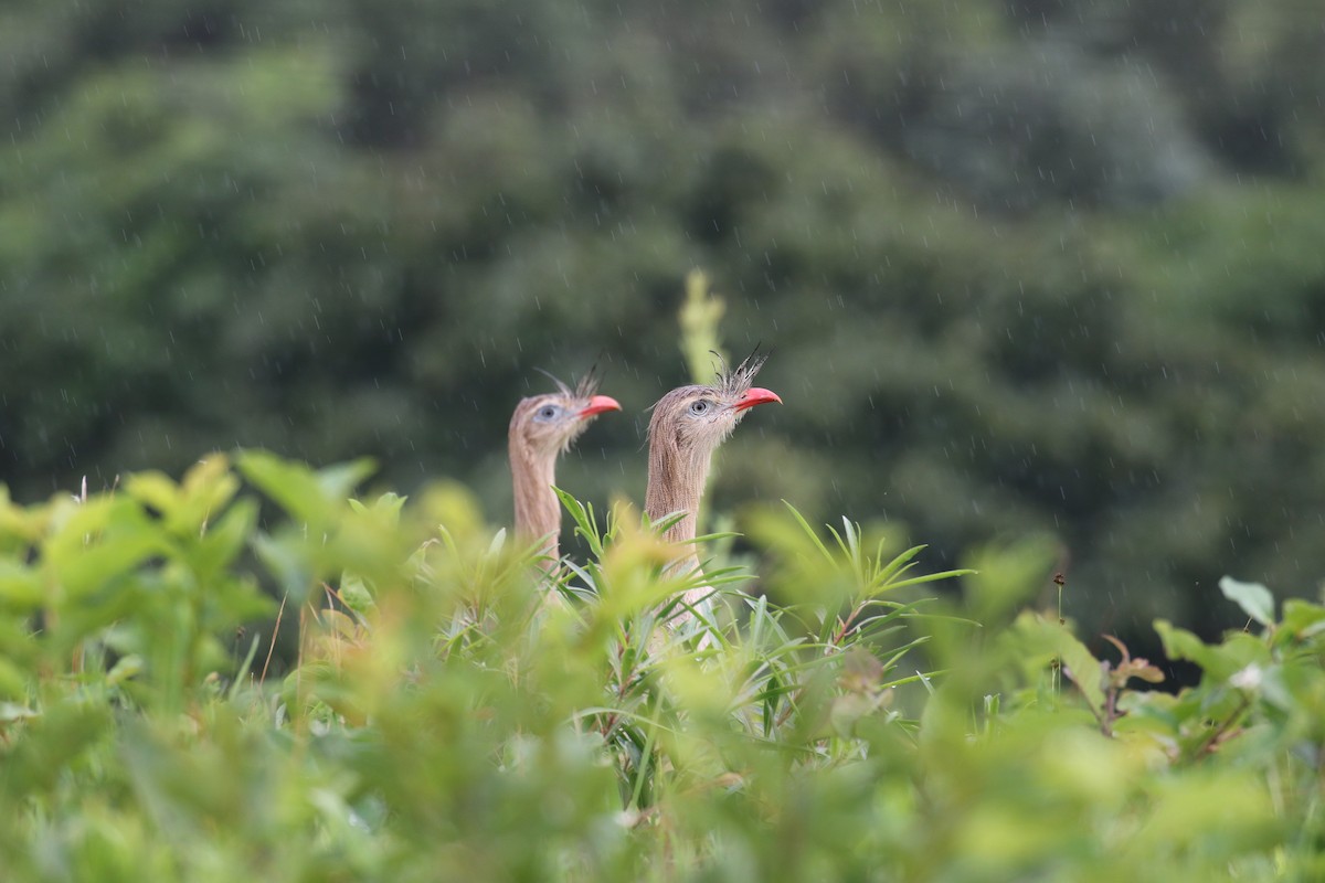 Red-legged Seriema - ML126906081