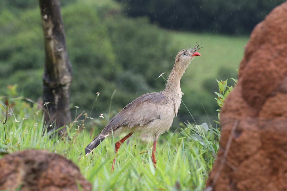 Red-legged Seriema - ML126906131