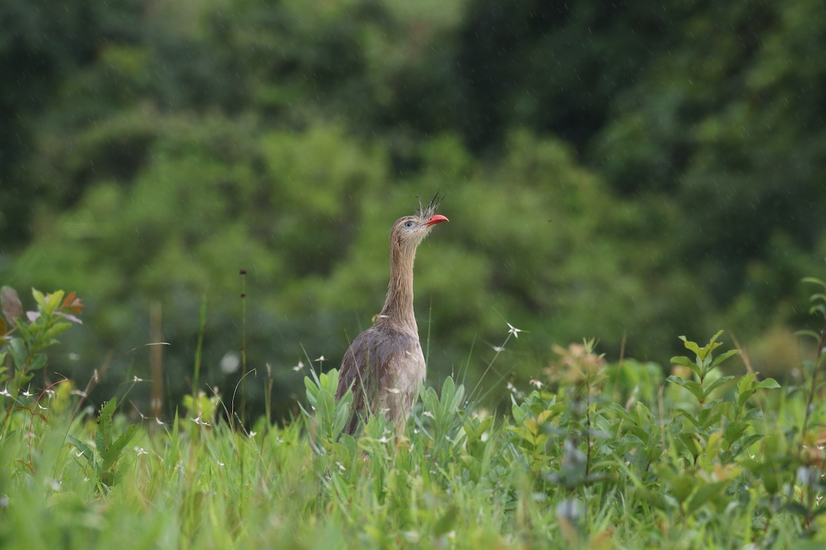 Red-legged Seriema - ML126906231