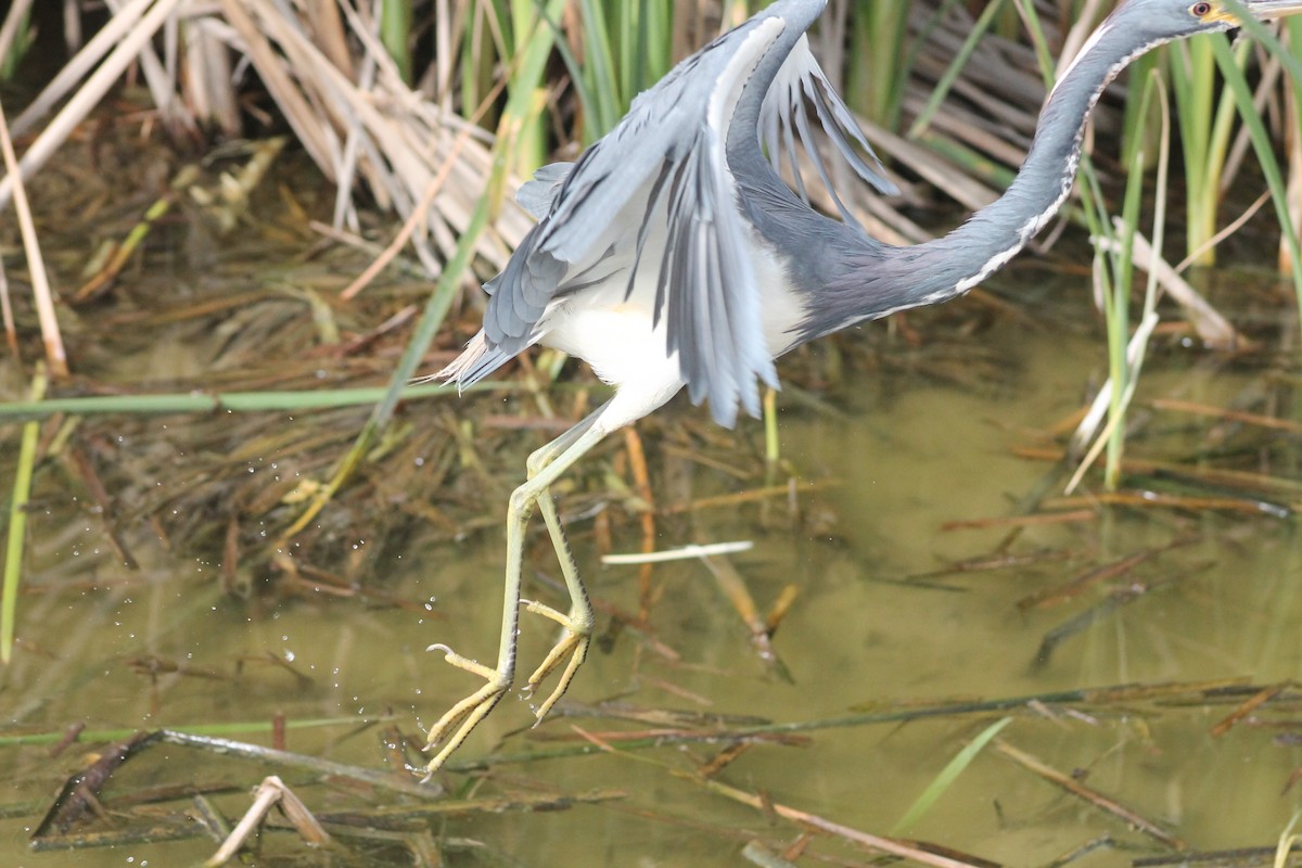 Tricolored Heron - ML126907051