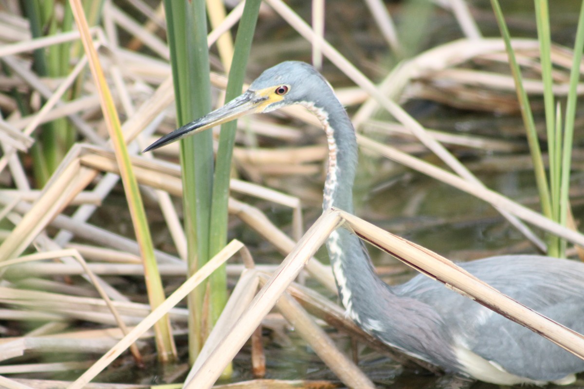 Tricolored Heron - ML126907151