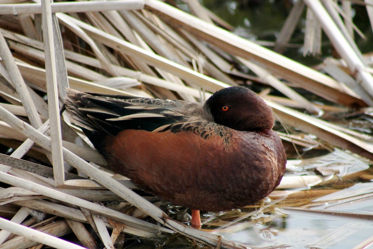 Cinnamon Teal - ML126907331