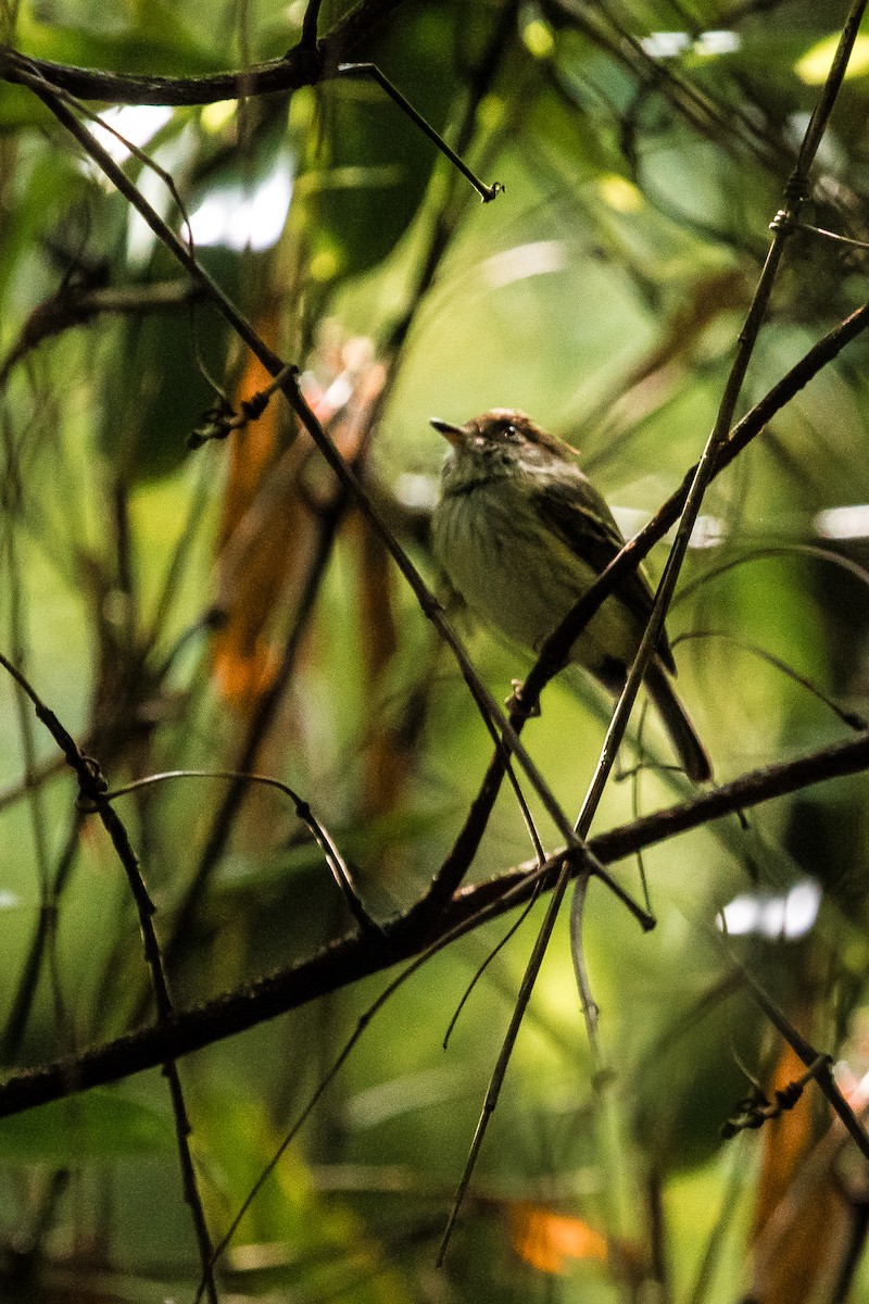 Scale-crested Pygmy-Tyrant - ML126907421