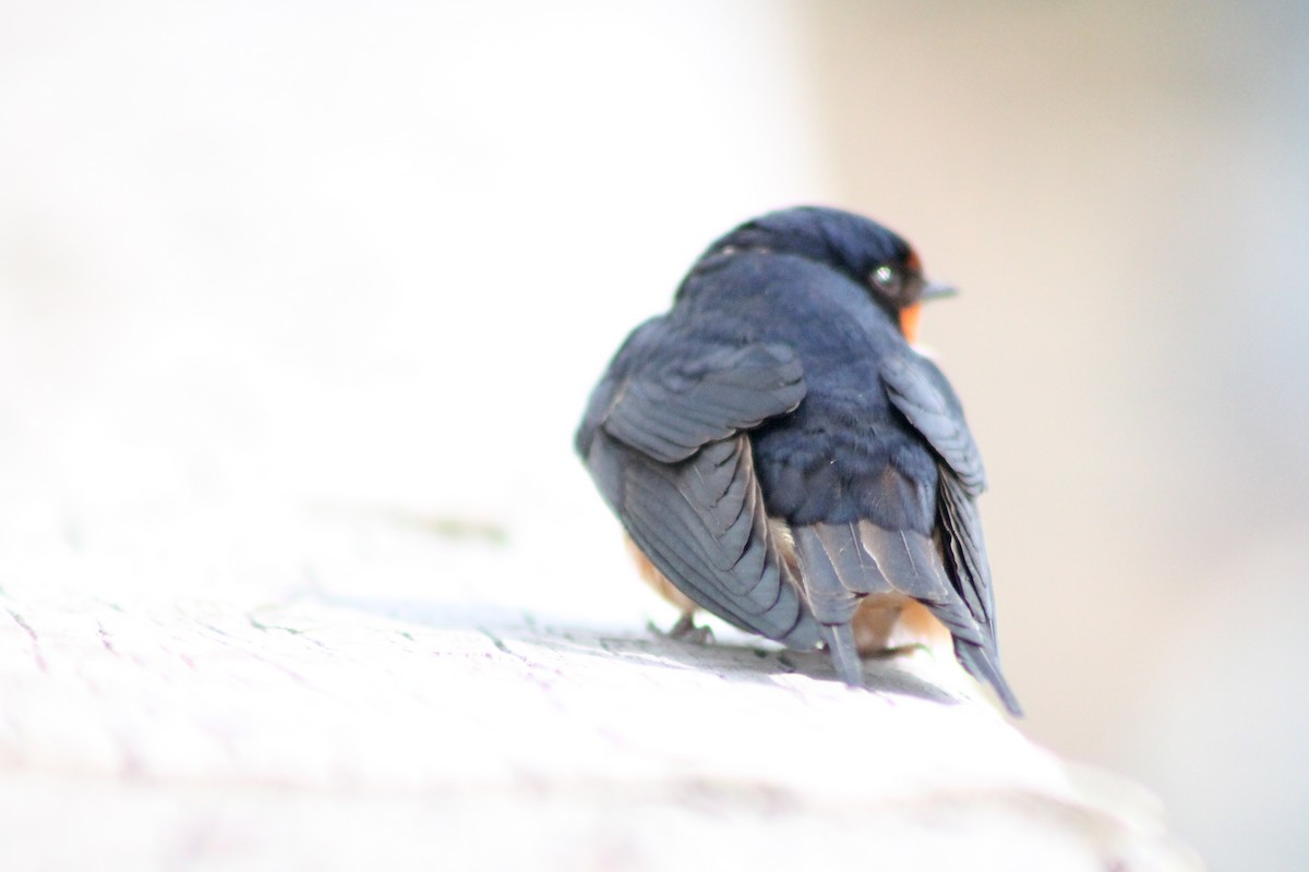 Barn Swallow - ML126907501