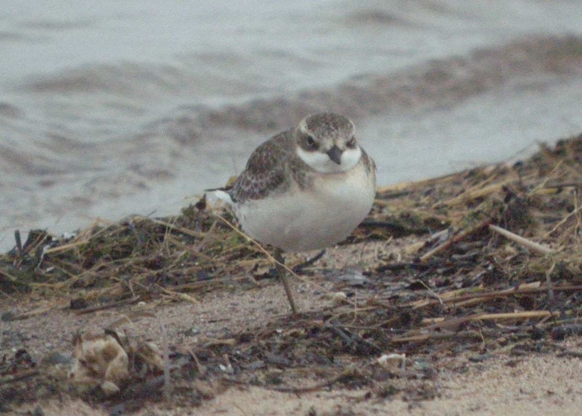 Siberian Sand-Plover - Caleb Putnam