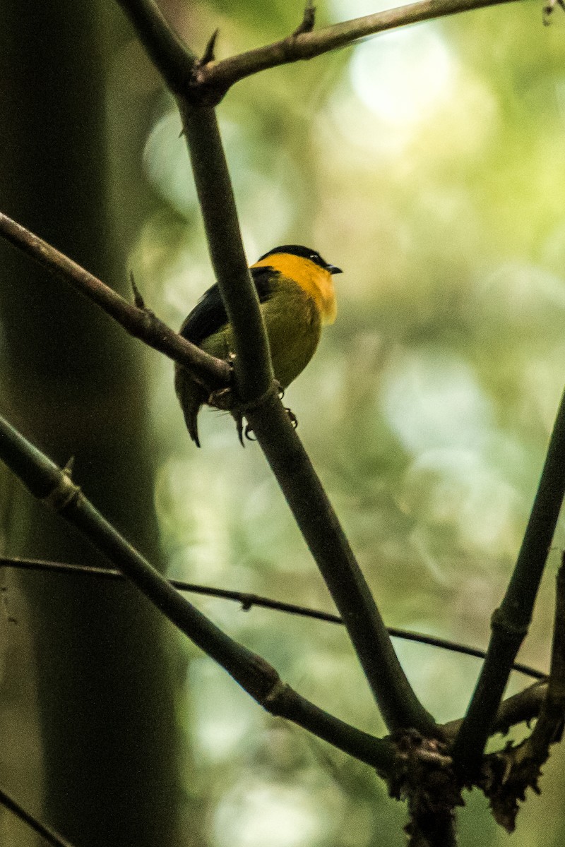 Golden-collared Manakin - ML126907751