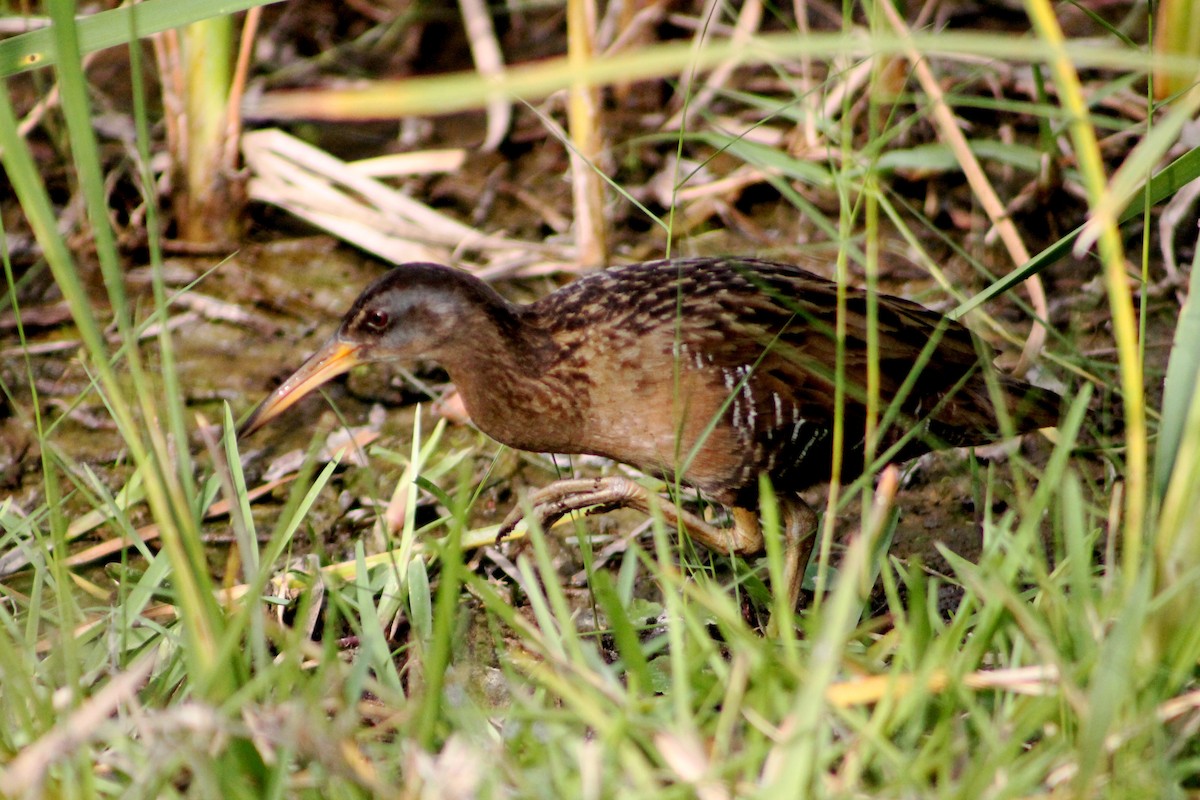 Clapper Rail (Gulf Coast) - Corey Lange